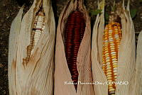 ZG014 0281 Zea mays.jpg