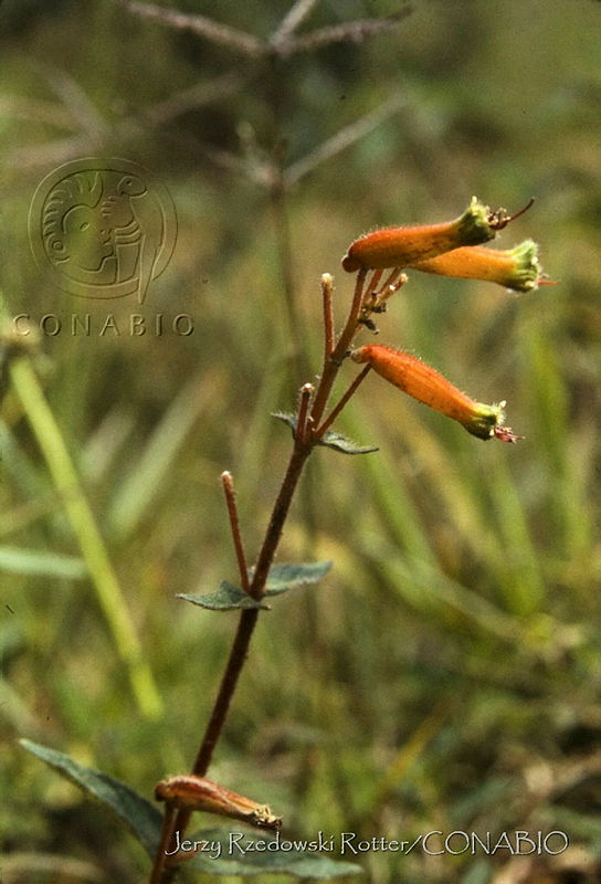 1155%20Cuphea%20heterophylla.jpg.nyehwbf1MQ0F55thQA3g0JtbmFja29CbnFuZ3NAbXJ6LGtwZwA.XVPGxBqFF3