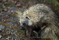 CNS1291 Erethizon dorsatum.jpg