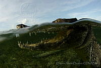 OAO0367 Crocodylus acutus.jpg