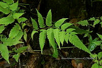 Yolox 2371 Athyrium skinneri (Baker) Diels.jpg