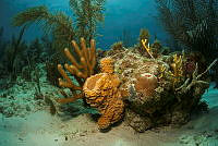 IDG1631 Briareum sp., Callyspongia sp..jpg