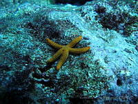 VDLCF0529 Copidaster lymani.jpg