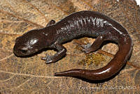 ECA0280 Aquiloeurycea cafetalera.jpg
