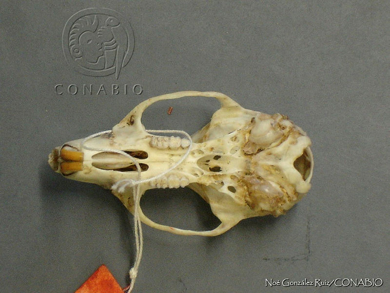 NGR0185%20Oryzomys%20palustris.jpg.rSei7a31Mal7s0lhQA3g0JtbmFja29CbnFuZ3NAbXJ6LGtwZwA.E49P17VJt6