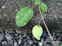 MRG-2017-745 Funastrum clausum (MEGA-10oct17-a).JPG