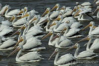 ARS00327 Pelecanus erythrorhynchos.jpg