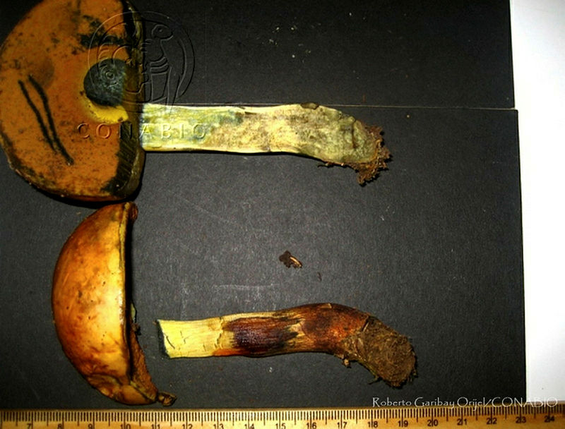 RGO0167%20Boletus%20erythropus.JPG.iifi1YH0Mf11tzNhQA3g0JtbmFja29CbnFuZ3NAbXJ6LGtwZwA.i J2xiQL7S