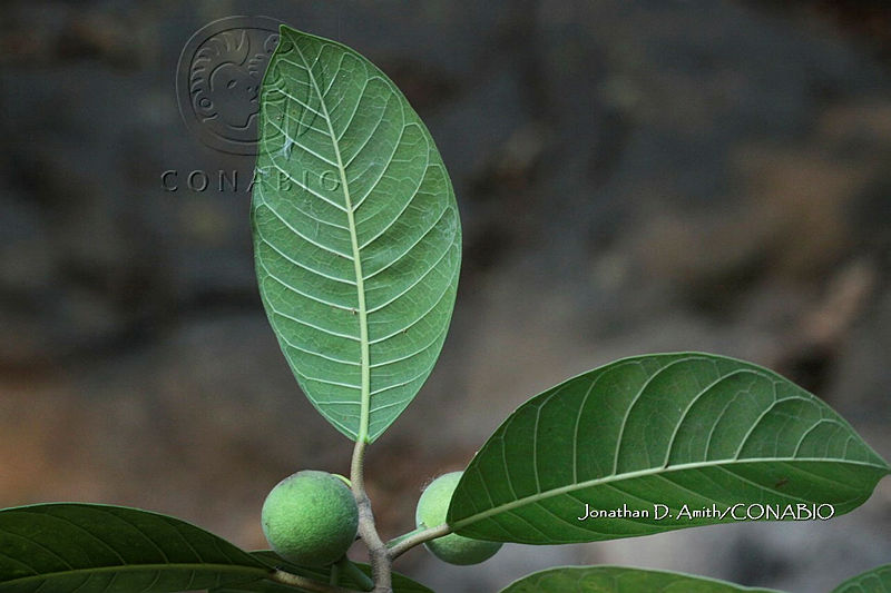 Yolox%20463%20Ficus%20maxima%20Mill..jpg.nSig0 zzMcUXlUVjQA3g0JtbmFja29CbnFuZ3NAbXJ6LGtwZwA.ZRm1xxrAy8