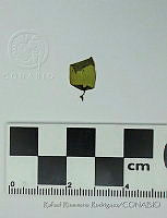 RRR0181 Eisenia sp..JPG