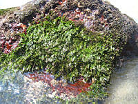 UNAMARC-0004 Caulerpa sertularioides.jpg