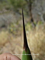 AJGM0251 Agave seemanniana.JPG