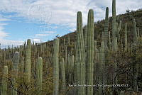 IMDOC 4780 Cephalocereus tetetzo.jpg