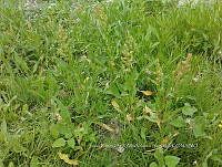 RG001 0482 Rumex americanum.jpg