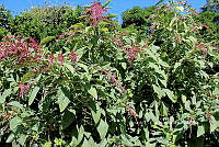 RG055 0006 Amaranthus hypochondriacus.jpg