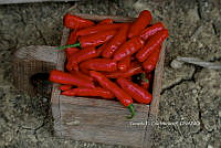 RG055 0057 Capsicum annuum.JPG