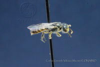 CGVM1227 Perdita sphaeralceae.jpg