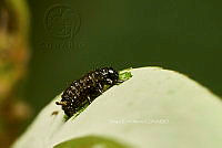 SM0553 Gastrophysa cyanea.jpg
