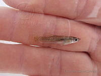 ESG0207 Gambusia panuco.jpg