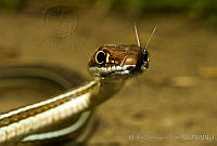 MDL0092 Masticophis schotti.jpg