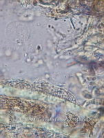 KT016 0023 Hydrococcus sp..jpg