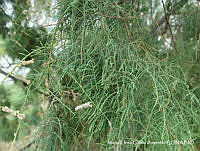 MEGA 0566 Tamarix ramosissima.JPG