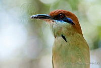 ACR0034 Momotus mexicanus.jpg