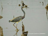 MHS0036 Egretta tricolor.JPG