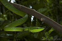 HBB0353 Oxybelis fulgidus.jpg