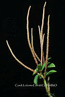 Zongo 0383 Peperomia glabella.jpg