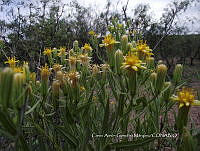 CAGM 0024 Trixis californica.jpg