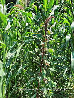 SG019 0083 Amaranthus hybridus.jpg
