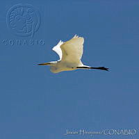 JHC0014 Ardea alba.jpg