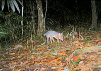 HE011-11 Urocyon cinereoargenteus.jpg