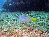 VAP0005 Lutjanus argentiventris.jpg