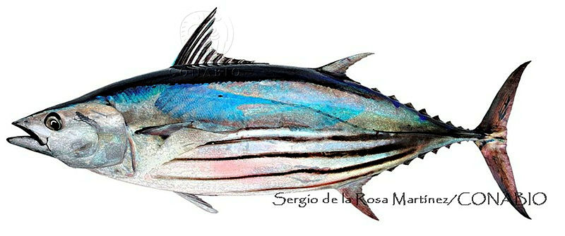 SRM0061%20Katsuwonus%20pelami.jpg.qyej85n6MUlJ zdjQA3g0JtbmFja29CbnFuZ3NAbXJ6LGtwZwA.rIg03GRLK5