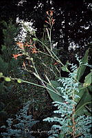 DK2409 Equisetopsida.jpg