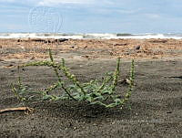 RG034 0026 Amaranthus gregguii.jpg