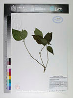 JAdNV0223 Acalypha schiedeana.JPG