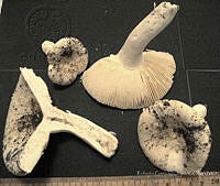 RGO0412 Russula perlactea.JPG