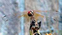 LASL0029 Sympetrum corruptum.jpg