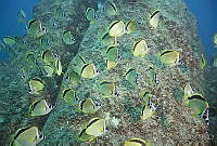 CNS1115 Johnrandallia nigrirostris.jpg