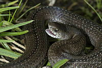 MASM07287 Conopsis lineata.jpg