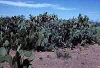 EHX0416 Opuntia sp..JPG