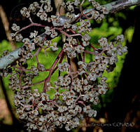MDLLPG0160 Urera pacifica.jpg