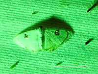 BGG023 Argyrotome alba.JPG