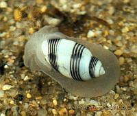 DP014-1 Rictaxis puntocaelatus.jpg