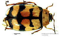 GMRM0007 Alagoasa decemg.jpg