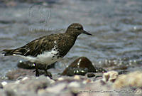 LRCP0059 Arenaria melanocephala.jpg