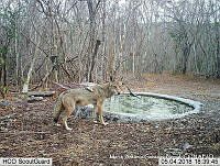 MAGB 0076 Canis latrans.JPG